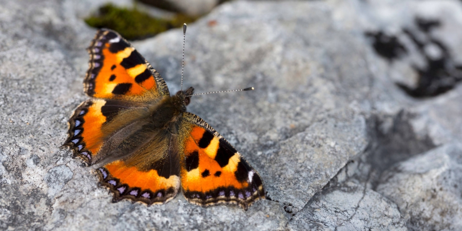 papillon_cr_benoit_renevey